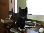 New kitten Fred sits in front of Jack around June 17, 2008