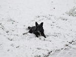 Buster sitting in snow on October 10, 2008