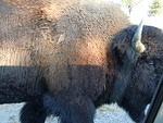The two buffalo walked past us on each side of the car. Patty got the best shot showing how close they were to the car.