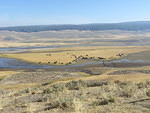 Across the road from the coyotes was a herd of buffalo. Maybe that's the reason the coyotes are near.