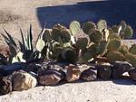 Back at the hotel again; some cacti in front.