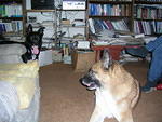 The dogs mostly got along, but Buster was nervous after being mildly attacked twice.