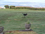 Buster playing in the lawn at our hotel.