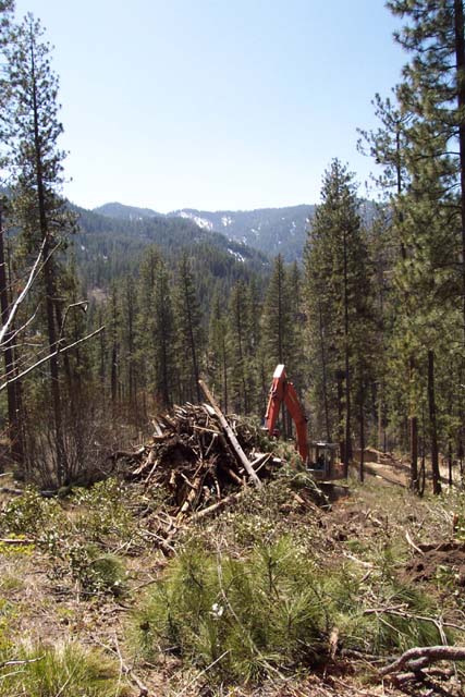 Stacking Up The Slash Pile