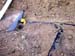 Septic System Hookup