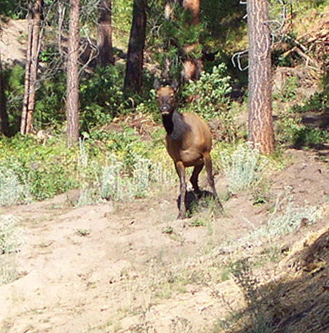 visiting elk