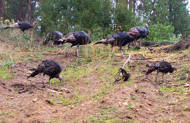 turkeys eating on the hill