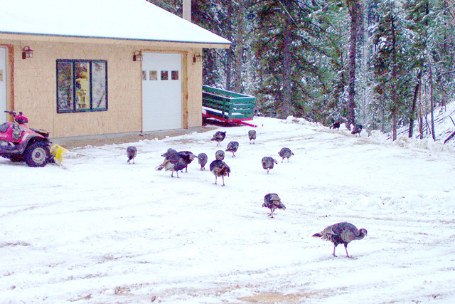 if you feed them more will come