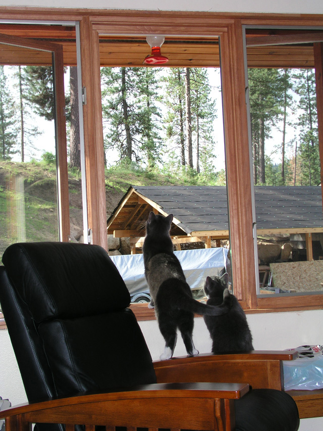 watching the humming birds    