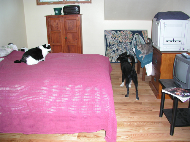 The cats do not like Buster