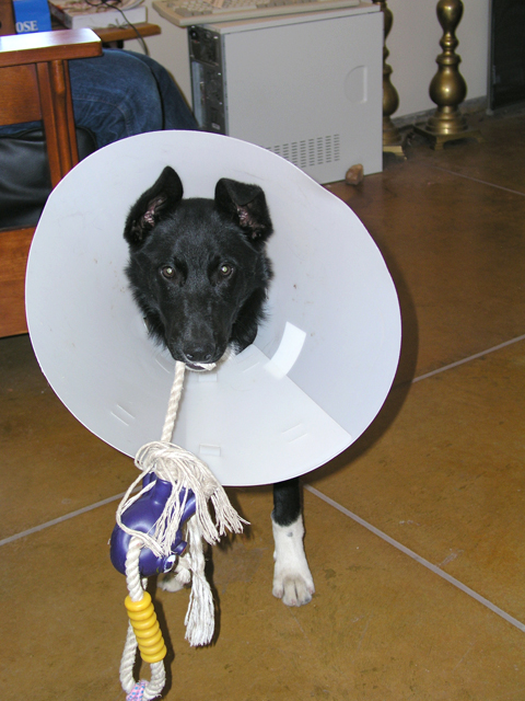 After camping comes neutering and cones    