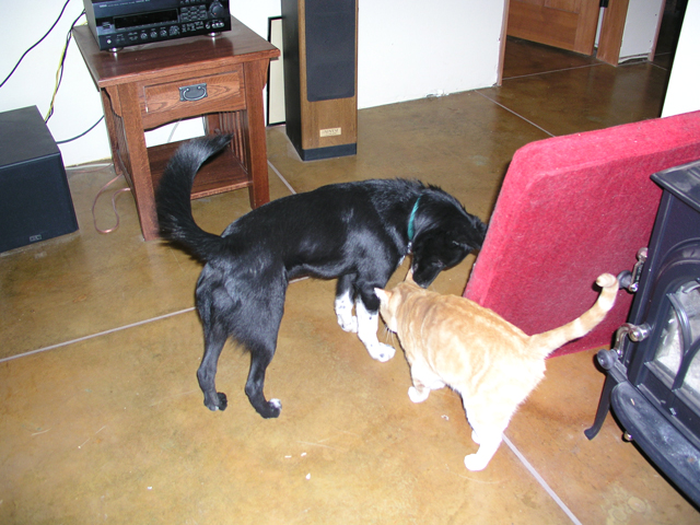 Buster and Orangie, our stray cat