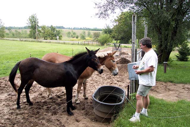 Molly and Alpo the Ever Hungry Mules 