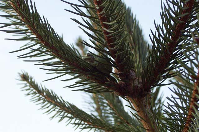 Tree Frog in a Tree