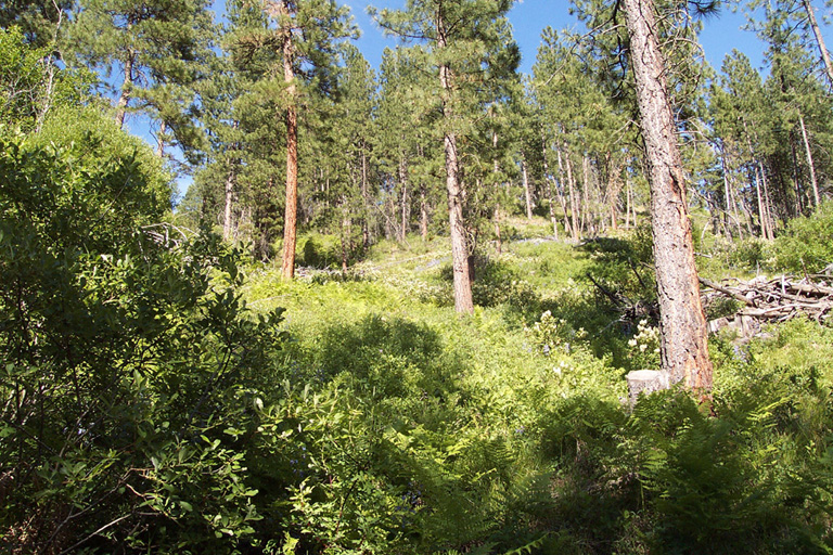 Picture Looking Northeast Up the Hill.