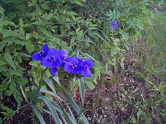 Wild Flowers at the Park