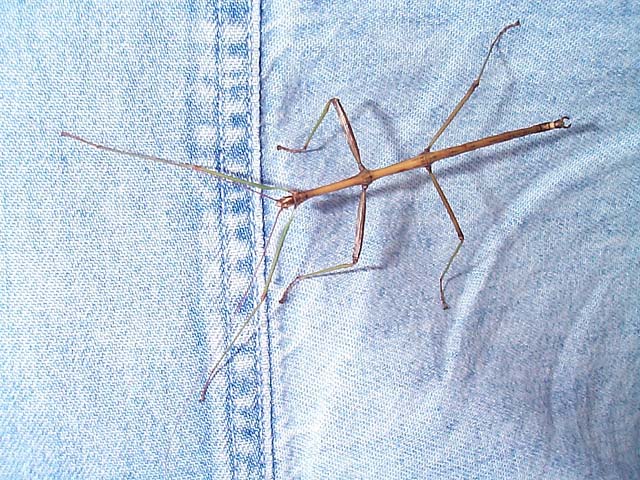 Walking Stick 