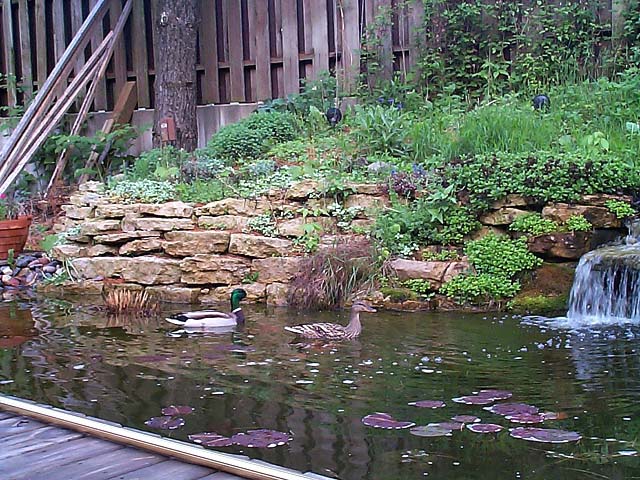 Visitors to our Backyard